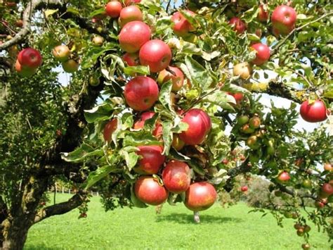 Сколько живет яблоня