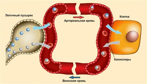 У саранчи атмосферный кислород поступает к клеткам тела по системе