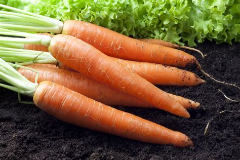 Чем обработать морковь от морковной мухи на грядке