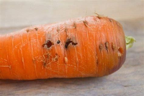 Чем обработать морковь от морковной мухи на грядке