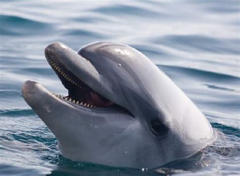 Чем опасны дельфины