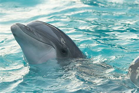 Чем опасны дельфины