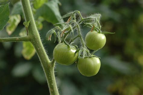 Чем подкормить помидоры во время плодоношения в открытом грунте