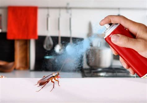 Чем травить тараканов в квартире самостоятельно эффективные средства форум