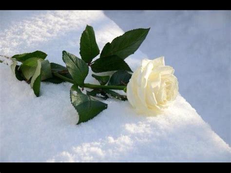 Черные розы на белом снегу песня скачать