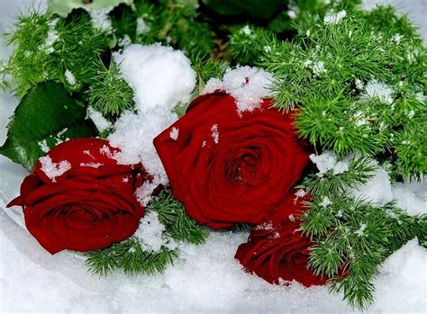Черные розы на белом снегу песня скачать