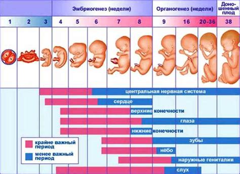Эмбриональный срок беременности