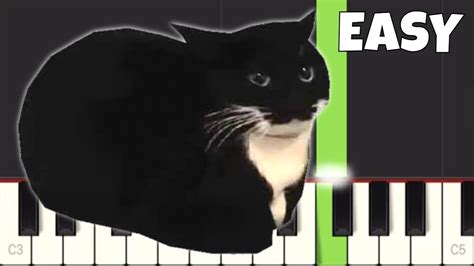 Maxwell cat music